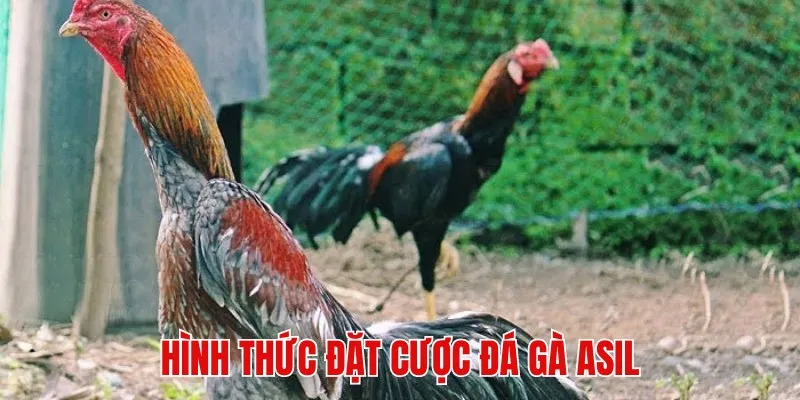 Hình thức bắt kèo chiến kê Asil 