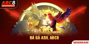 Đá Gà Asil ABC8 - Thưởng Thức Màn Tranh Tài Của Chiến Kê